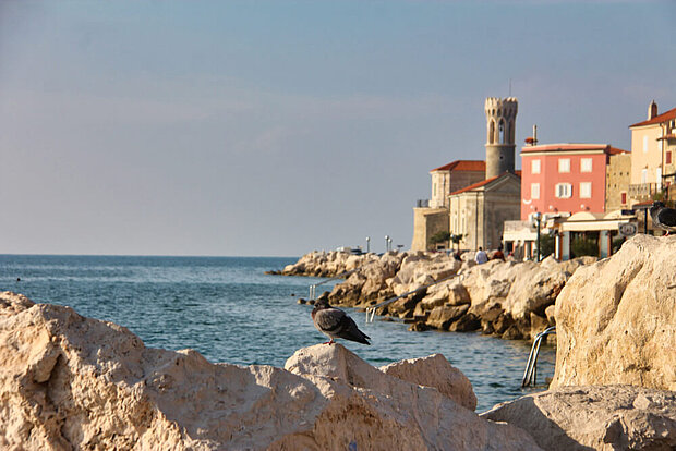 Eine Möve sitzt am Hafen von Piran in Sloweniens Süden
